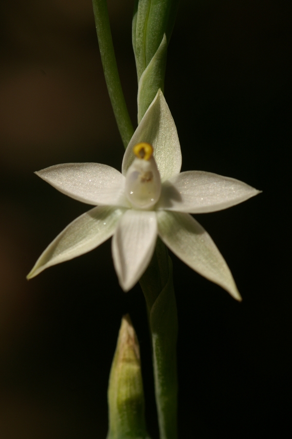 Thelymitra albiflora